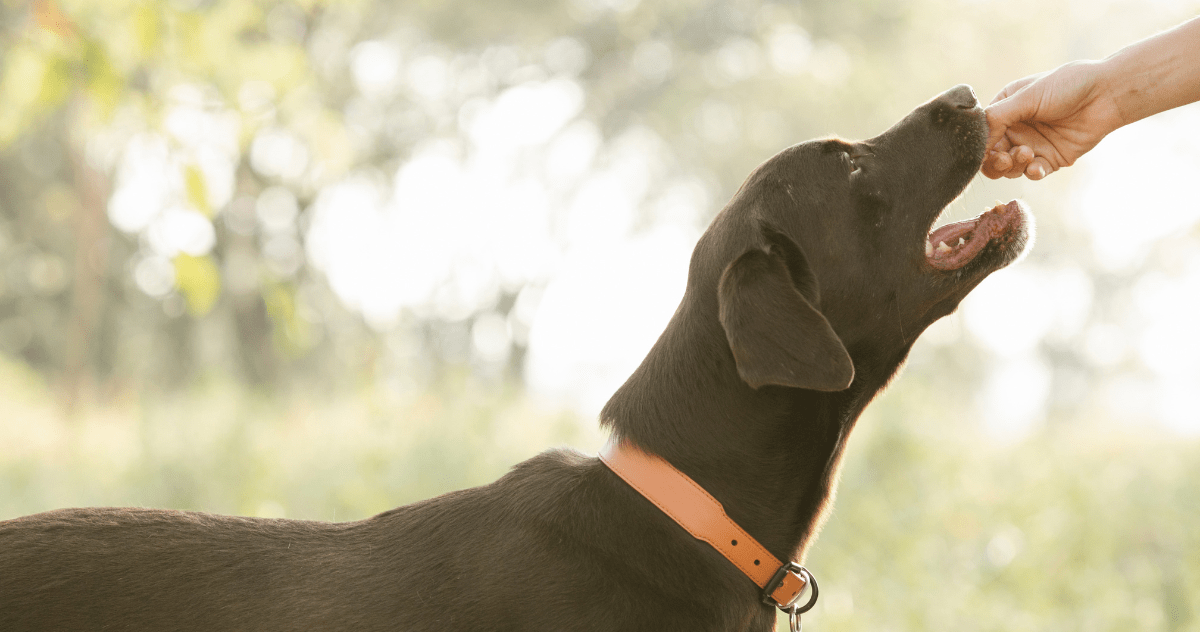 CBD Dog Treats